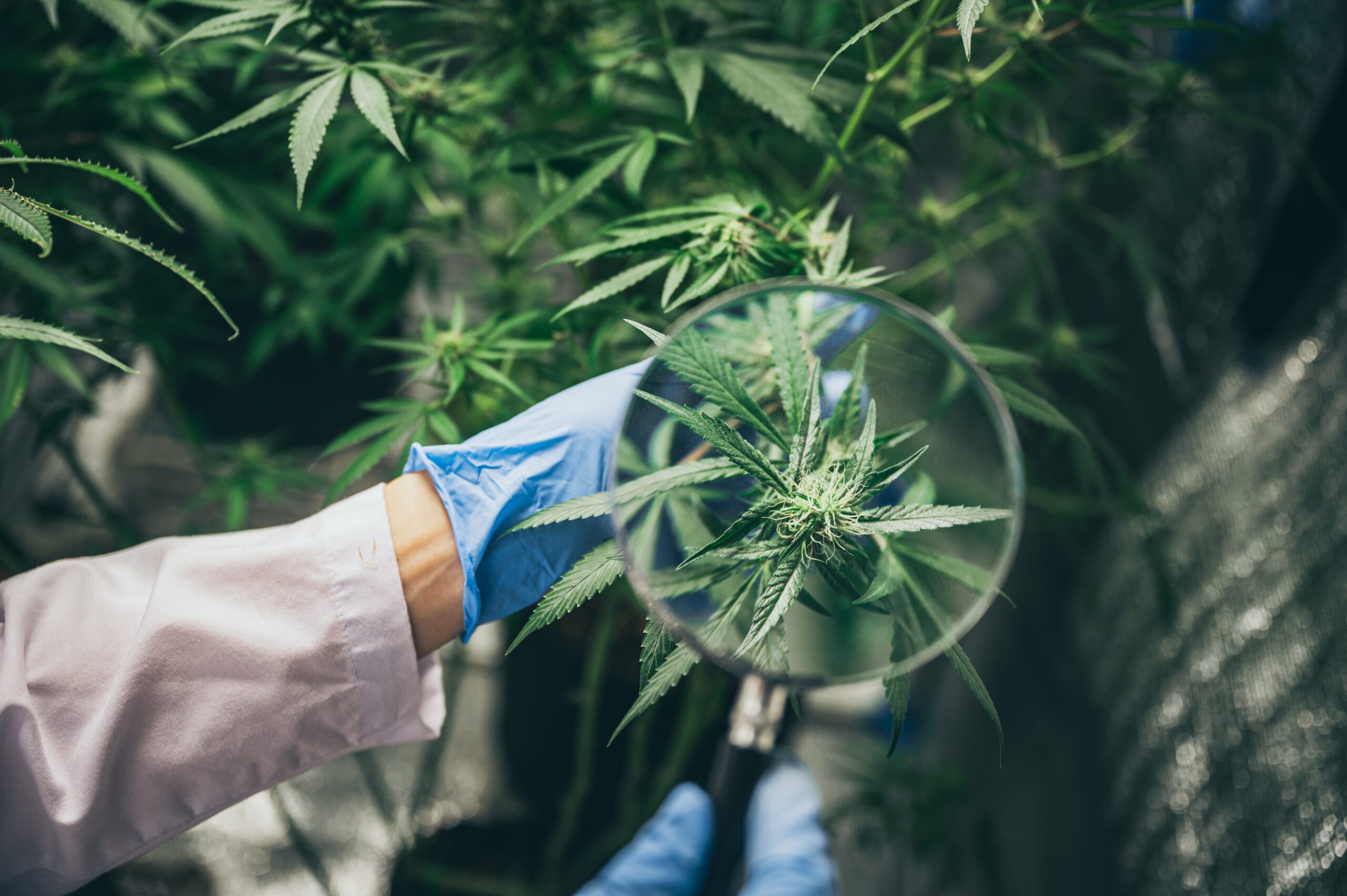 Scientist checking hemp plants in a weed greenhouse