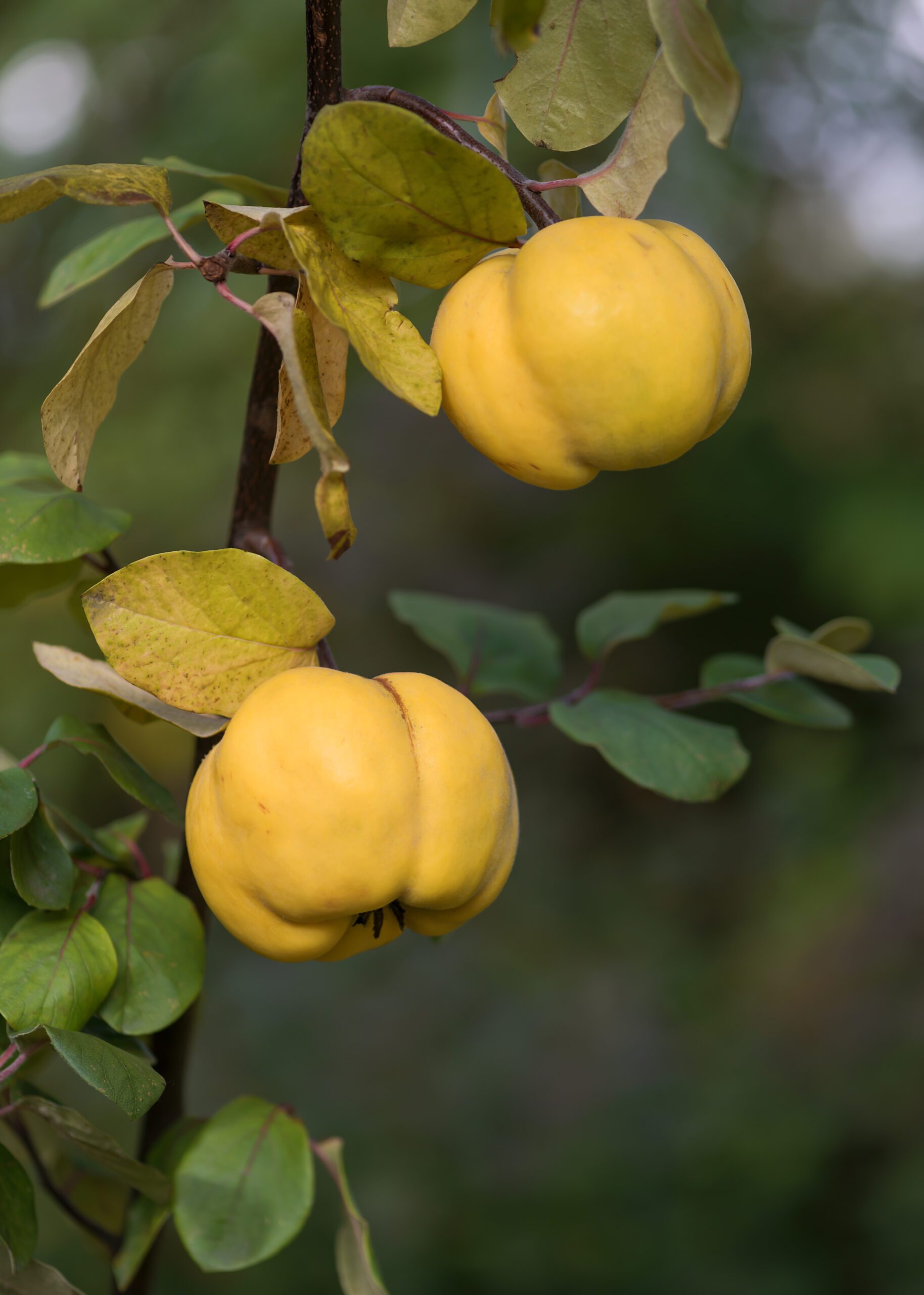 Two yellow apple quince fruits on a tree branch in a garden