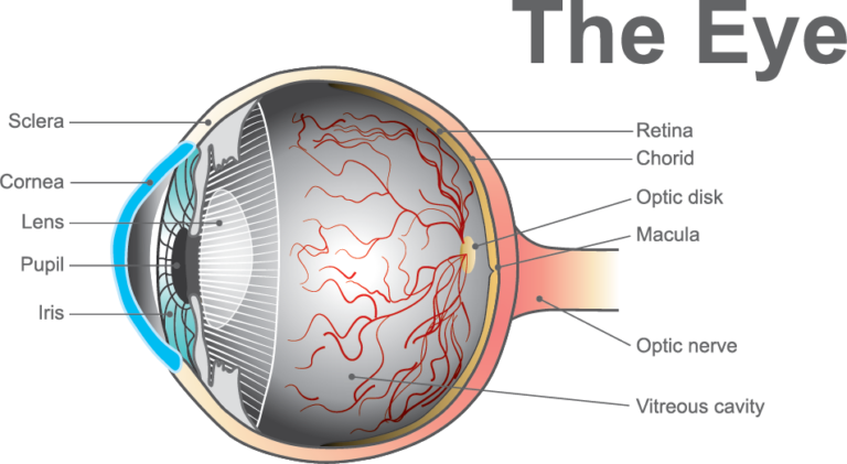 Diagram of the eye with different parts labeled