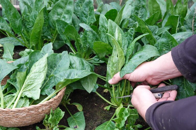 man's hands cut spinach leaves for harvesting in wicker basket with scissors