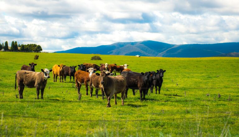 Cows grazing in the Australia countryside